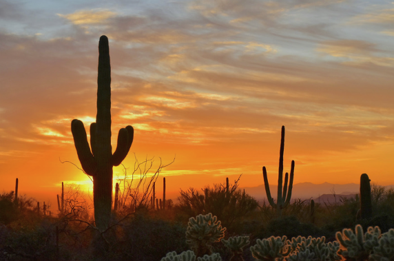 Cactus Scenery in Scottsdale, AZ